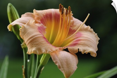 Close Up Of A Large Day Lily, Lexington, Massachusetts