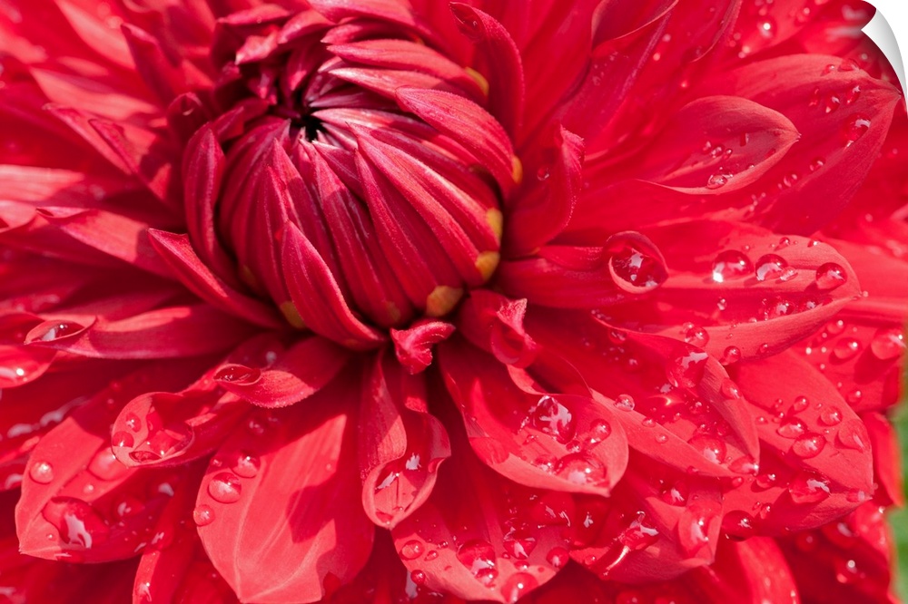 Close up of a large red dahlia flower with water drops.