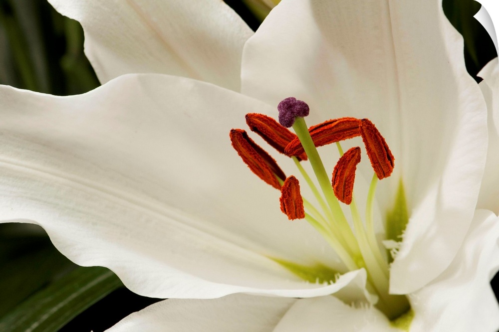 Close up of a large white lily.