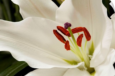 Close up of a large white lily.; Longwood Gardens, Pennsylvania.