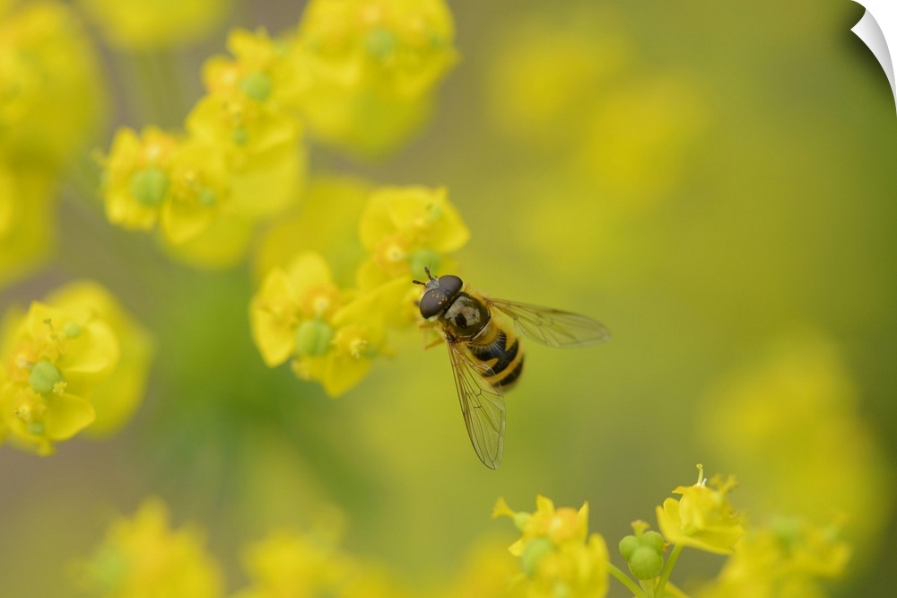 Close-up of a marmalade hoverfly (Episyrphus balteatus) on a cypress spurge (Euphorbia cyparissias) blossom in a meadow in...