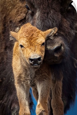 Close up of a newborn Wood Bison calf and mother, Alaska Wildlife Conservatiion Center