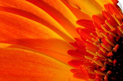 Close up of a orange gerbera daisy, Gerbera species.; Arlington, Massachusetts.