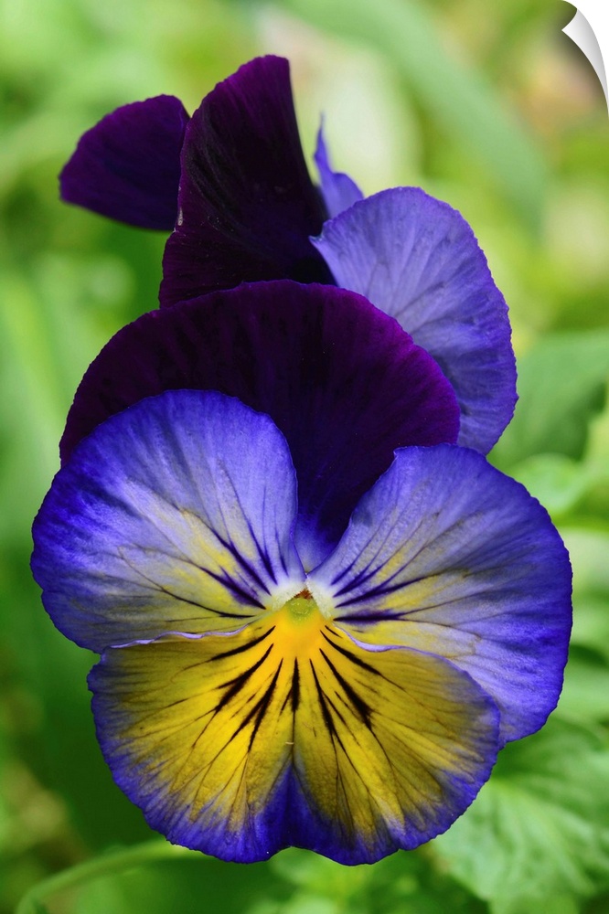 Close up of a pair of pansy flowers. Wellesley, Massachusetts.