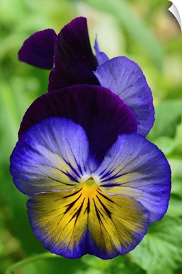 Close Up Of A Pair Of Pansy Flowers, Wellesley, Massachusetts