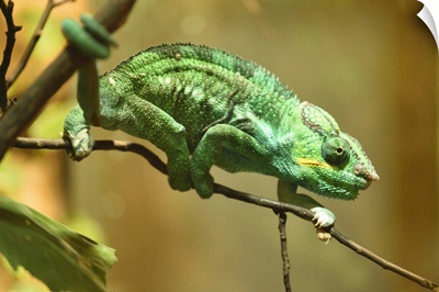 Close-Up Of A Panther Chameleon In A Terrarium, Bavaria, Germany