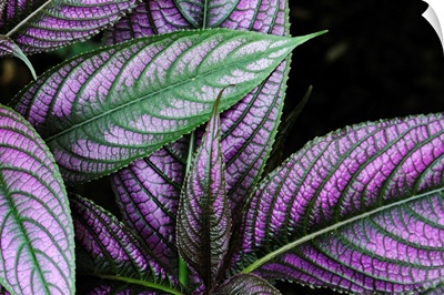 Close up of a Persian shield plant, Strobilanthes dyerianus.; Boylston, Massachusetts.