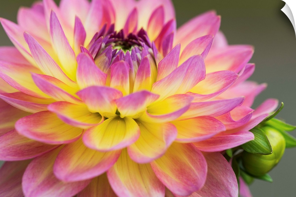 Close up of a pink and yellow dahlia; Astoria, Oregon, United States of America