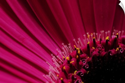 Close Up Of A Pink Gerbera Daisy, Arlington, Massachusetts