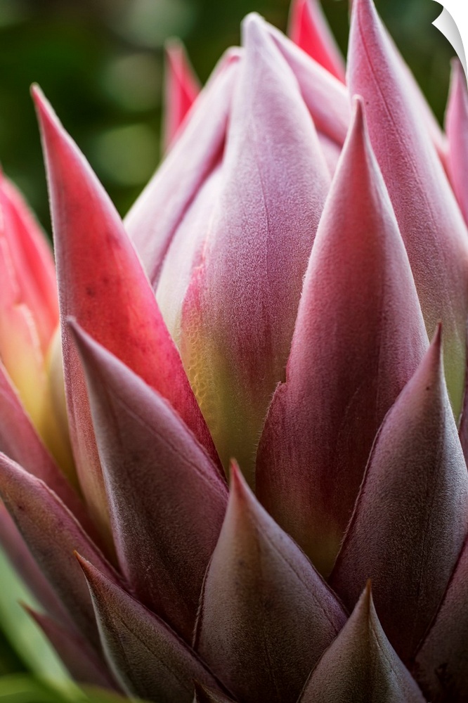 Close up of a pink tropical flower; Hawaii, United States of America