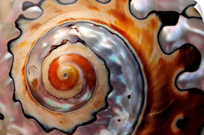 Close up of a polished moon snail shell.; Honolulu, Oahu Island, Hawaiian Islands.