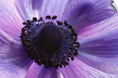 Close Up Of A Purple Anemone Flower, Arlington, Massachusetts