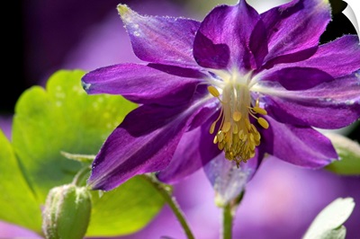 Close up of a purple columbine flower, Aquilegia species.; Brewster, Massachusetts.