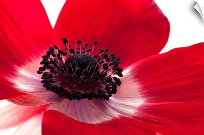 Close up of a red anemone flower.; Arlington, Massachusetts.