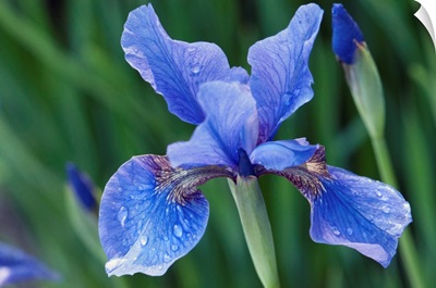 Close Up Of A Siberian Iris Flower And Buds, Longwood Gardens, Pennsylvania