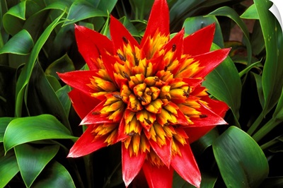 Close-Up Of A Single Red Bromeliad Blooming With Yellow Center
