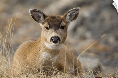 Close up of a Sitka Black tailed doe bedded down during Winter on Kodiak Island