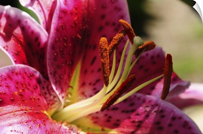 Close Up Of A Stargazer Lily, Lexington, Massachusetts