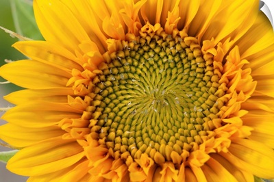 Close up of a sunflower, Helianthus species.; Wellesley, Massachusetts.