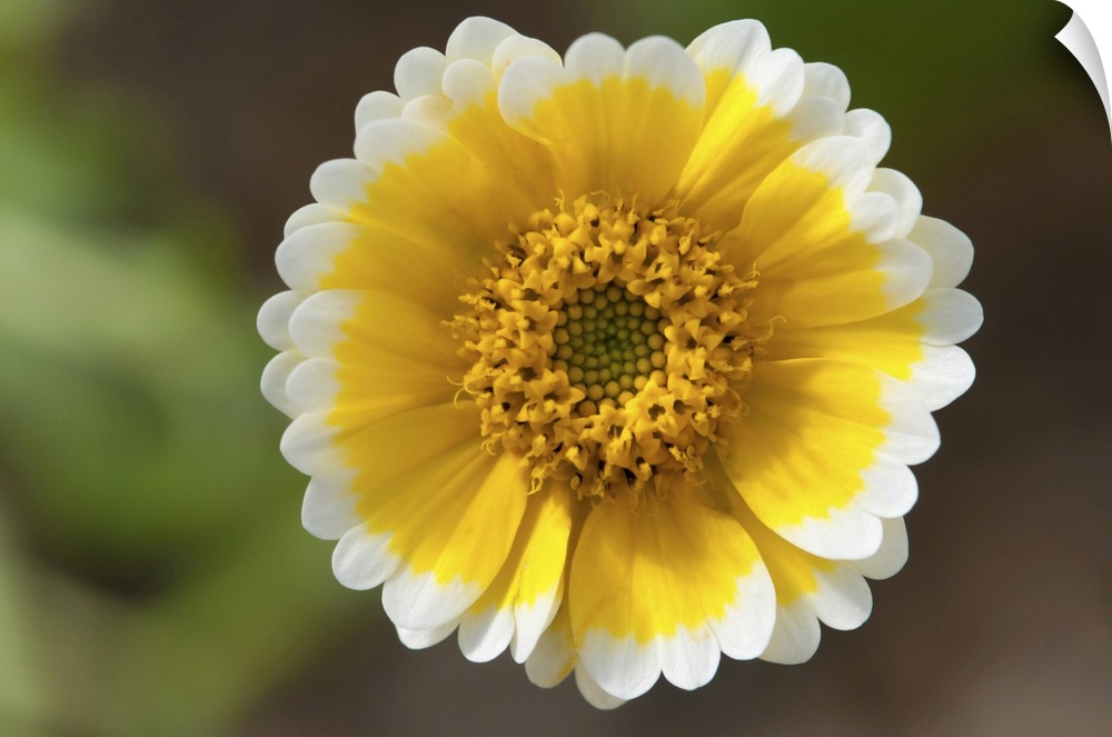 Close up of a tiny desert wildflower. Wellesley, Massachusetts.