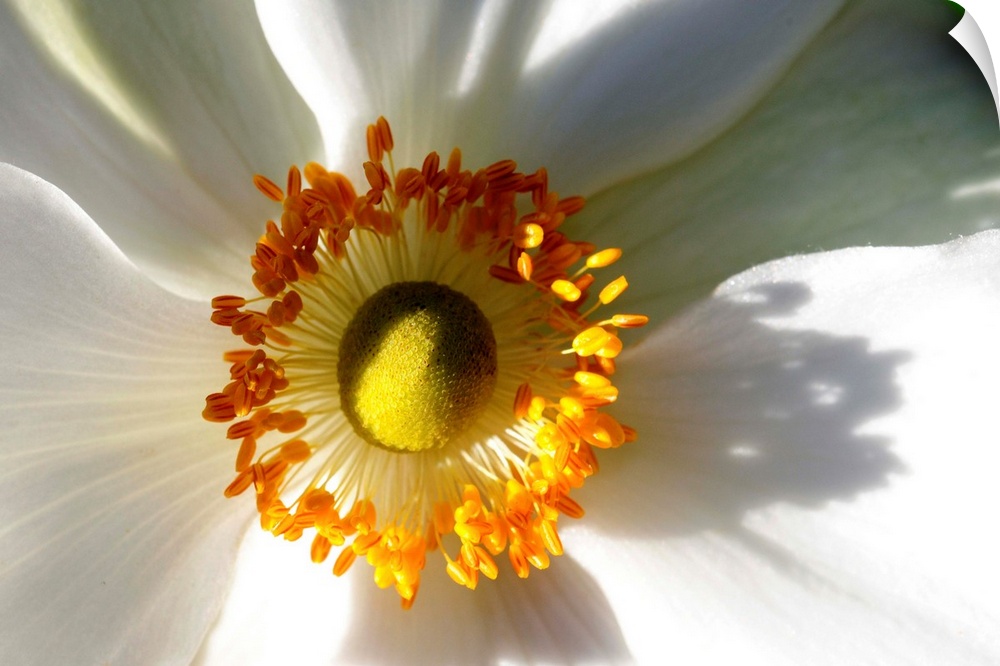 Close up of a white anemone flower.