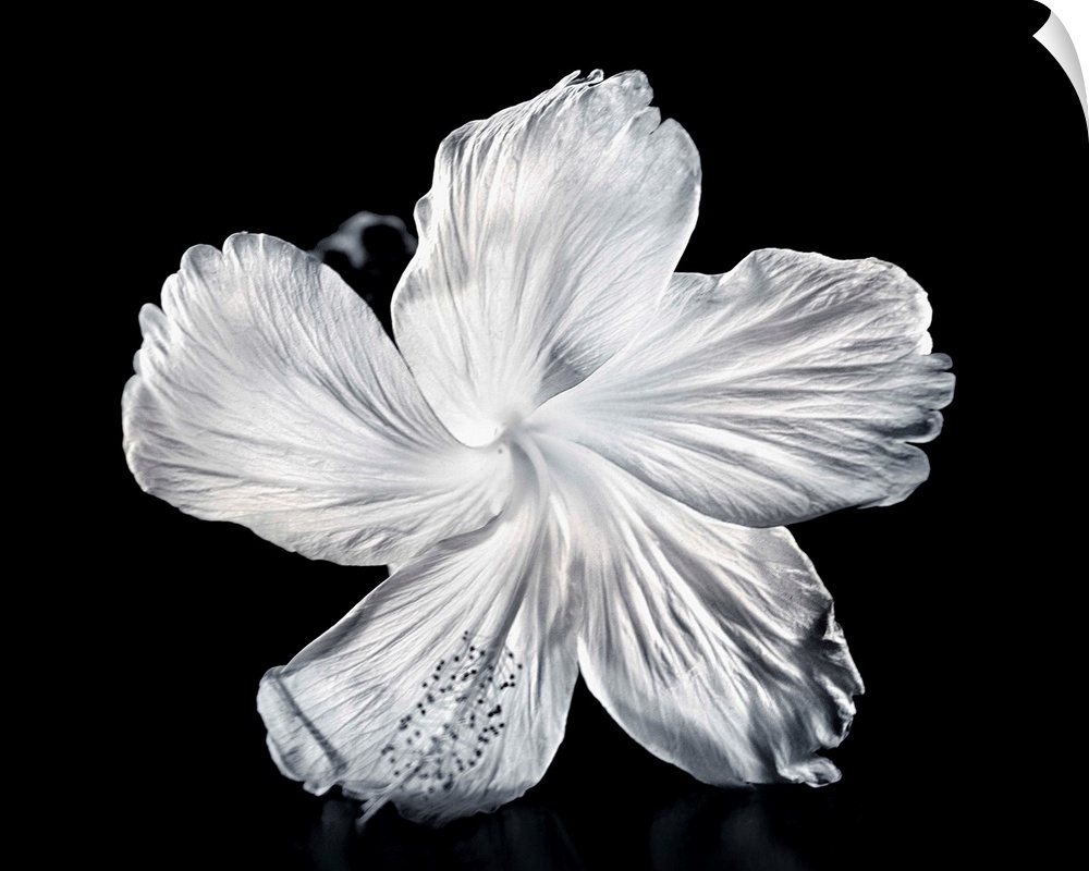 Close-Up Of A White Hibiscus
