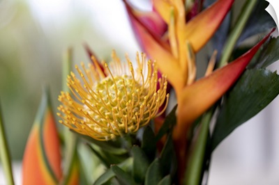 Close-Up Of A Yellow Pincushion Protea And Yellow And Orange Heliconia Flowers