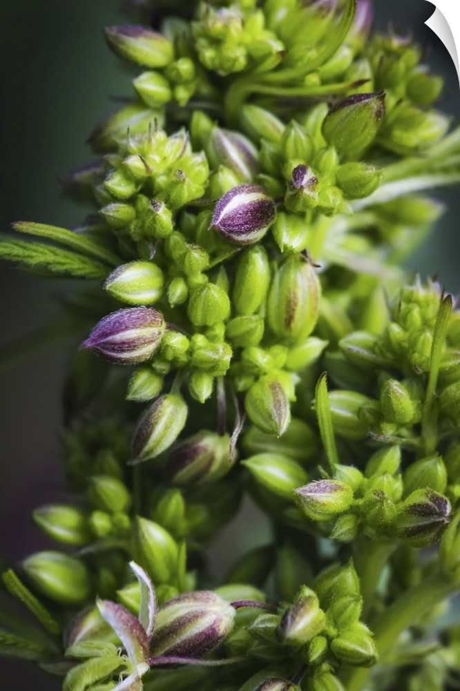 Close-up of a young male cannabis plant, flower, and seeds. Marina, California, united states of America.