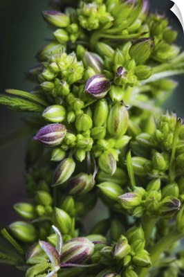 Close-Up Of A Young Male Cannabis Plant, Flower, And Seeds, Marina, California