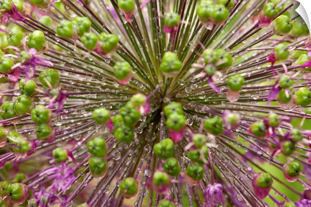 Close up of an allium plant, flowers, buds, and water drops.