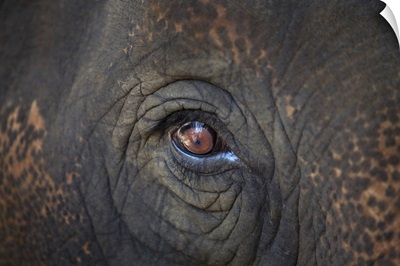 Close-up Of An Elephant's Eye