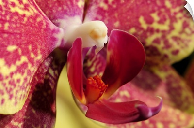 Close Up Of An Orchid Flower, Lexington, Massachusetts