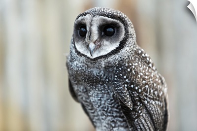 Close-Up Of An Owl, Whiteman, Western Australia, Australia
