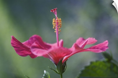 Close-Up Of Beautiful Bright Pink Hibiscus