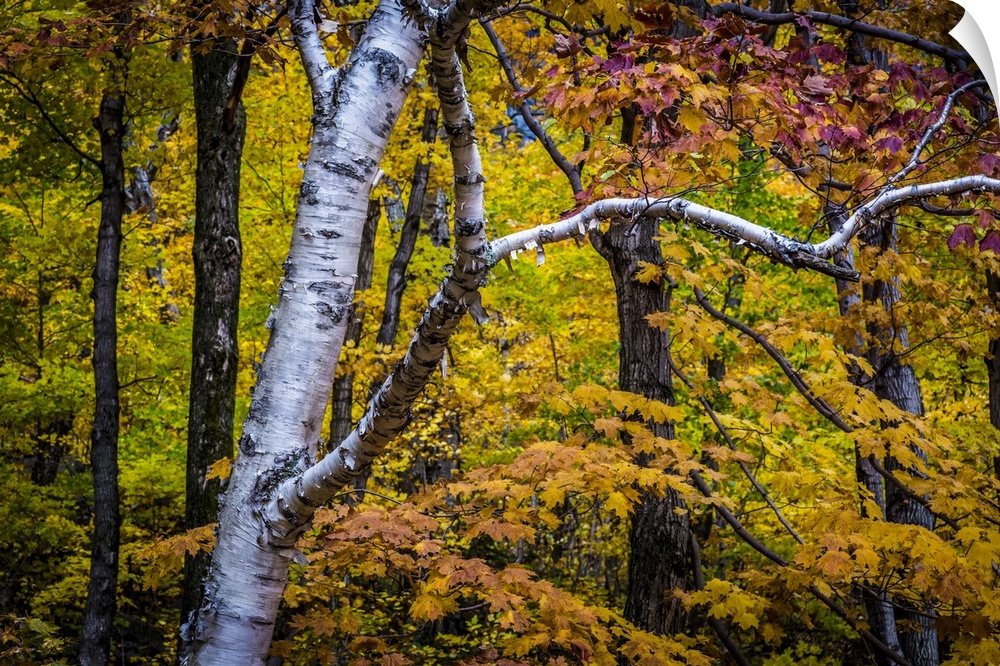 Close-Up of Birch Tree Amongst Autumn Forest Foliage
