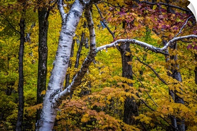 Close-Up Of Birch Tree Amongst Autumn Forest Foliage