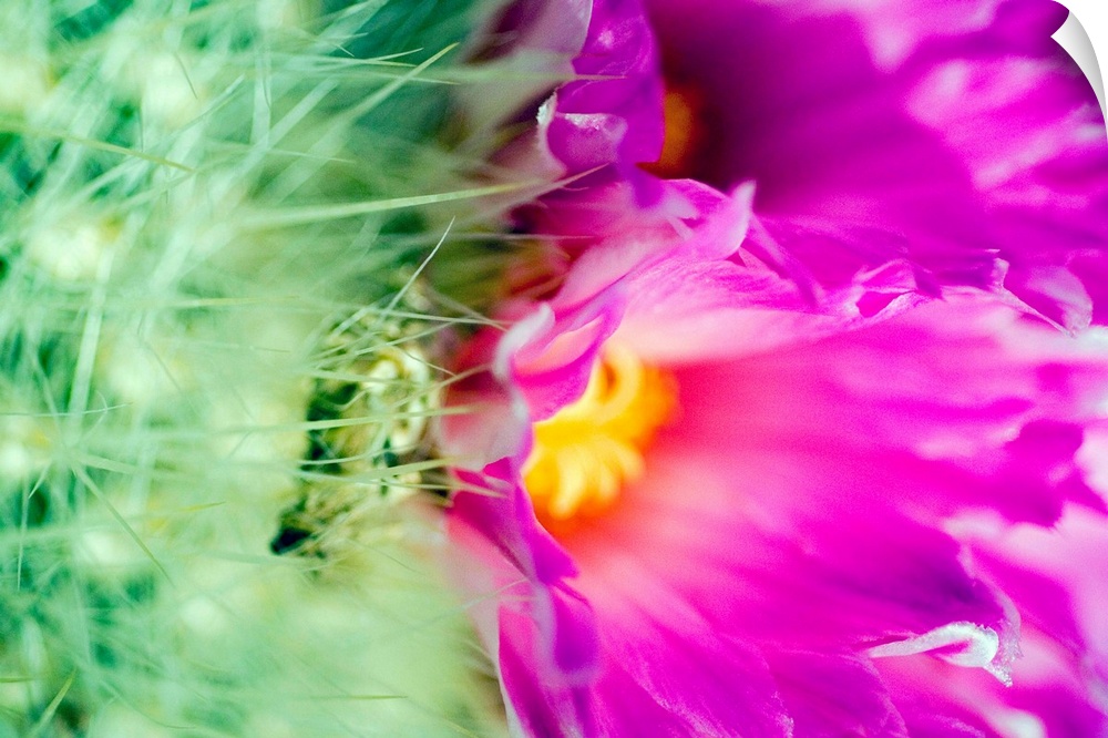 Close-Up Of Blooming Purple Barrel Cactus