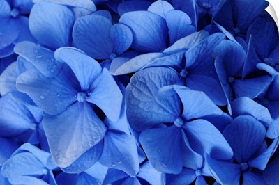 Close up of blue hydrangea flowers, Hydrangea macrophylla.; Brewster, Cape Cod, Massachusetts.