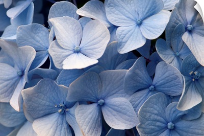 Close up of blue mophead hydrangea flowers, Hydrangea macrophylla.; Brewster, Cape Cod, Massachusetts.