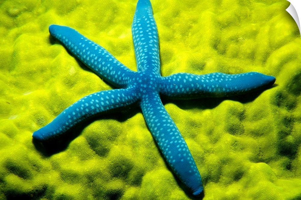 A zoomed in photograph taken of a blue starfish sitting on top of sea coral.