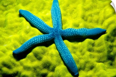 Close-Up Of Blue Starfish On Poritirs Coral (Linckia Laevigata)