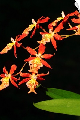 Close-Up Of Bright Orange Orchids