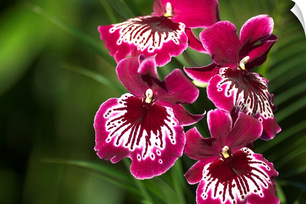 Close-Up Of Bright Purple And White Orchid