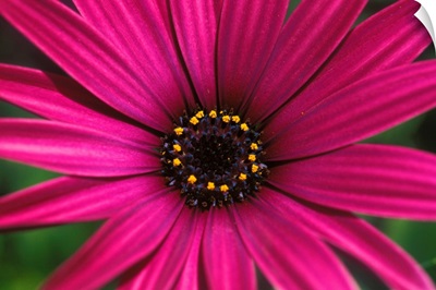 Close-Up Of Bright Purple Daisy With Yellow In Center