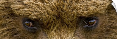 Close up of Brown bears eyes in Hallo Bay Katmai National Park Southwest Alaska