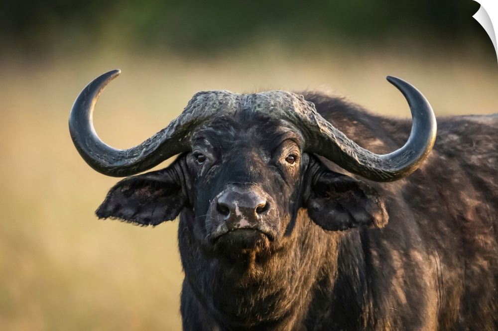 Close-up of cape buffalo (syncerus caffer) staring at camera, Serengeti national park, Tanzania.