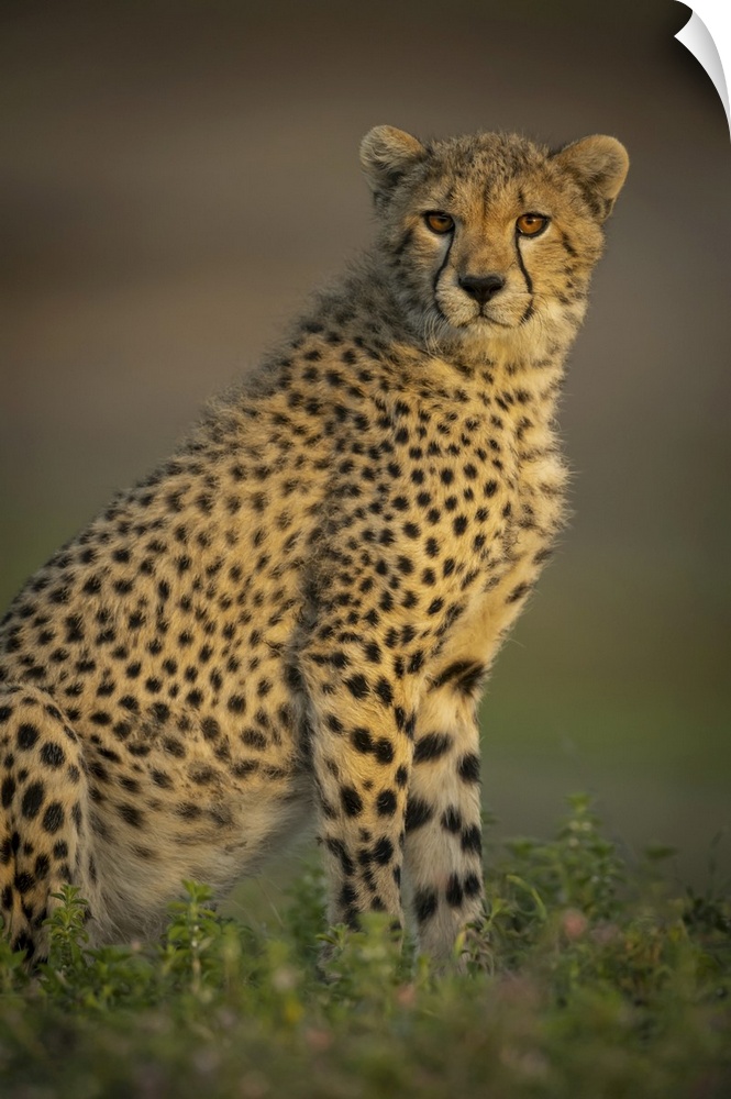 Close-up of cheetah cub (acinonyx jubatus) sitting with catchlight, Serengeti national park, Tanzania.