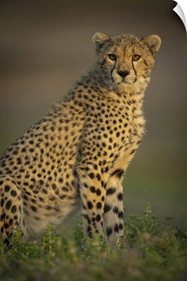 Close-Up Of Cheetah Cub Sitting With Catchlight, Serengeti National Park, Tanzania