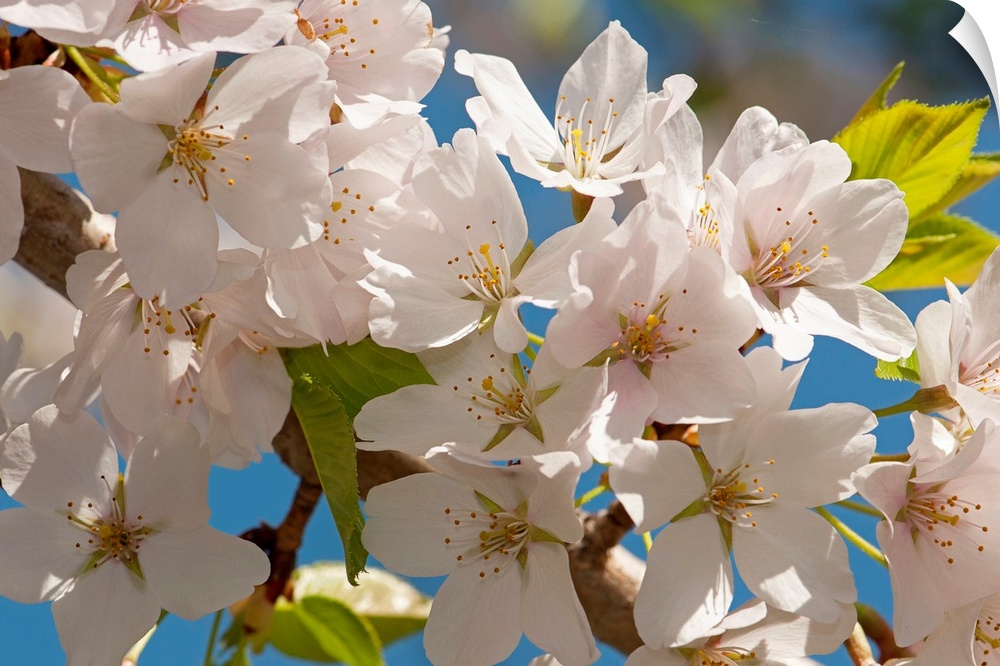 This nature photograph is a close up of pale flower blossoms on a tree.