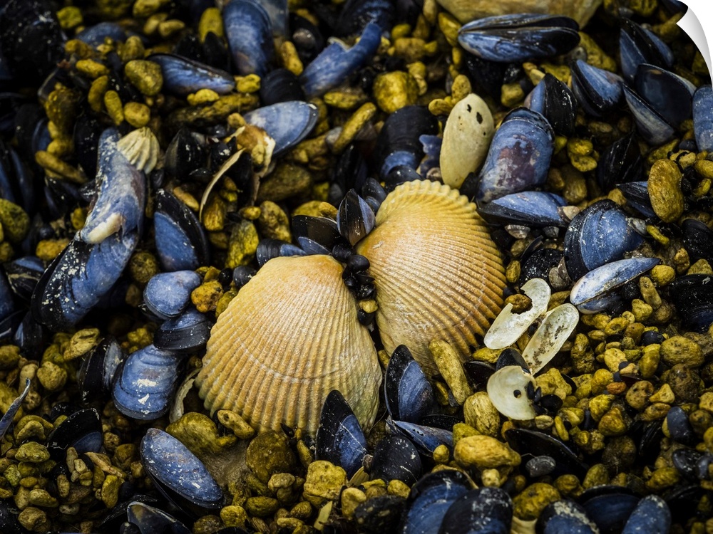 Clam shell and blue mussels (Mytilus edulis) exposed at low tide in Geographic Harbor, Katmai National Park, Alaska